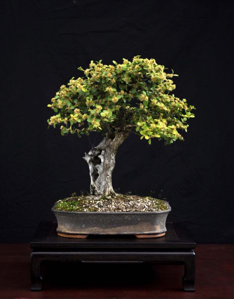 13-4-2010 buxus 055 Hans van Meer web