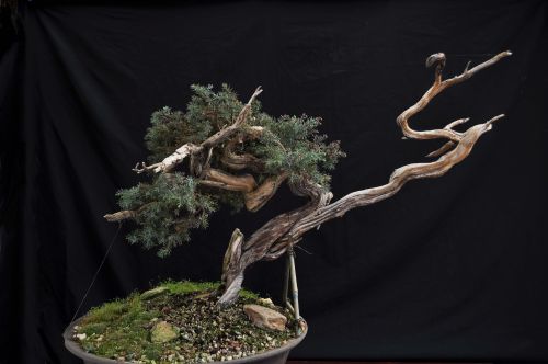 21-4-2010 062 Hans van Meer web