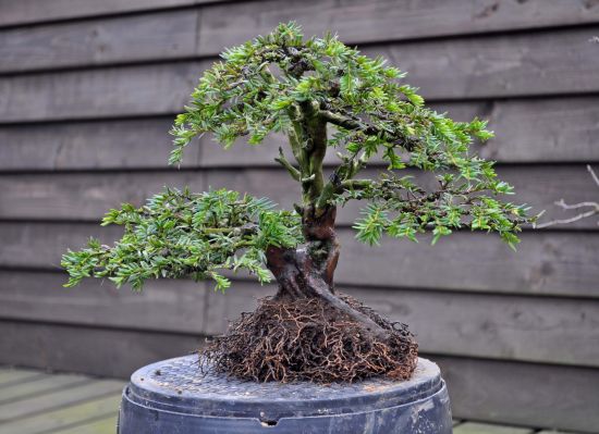 24-3-2010 Hans van Meer