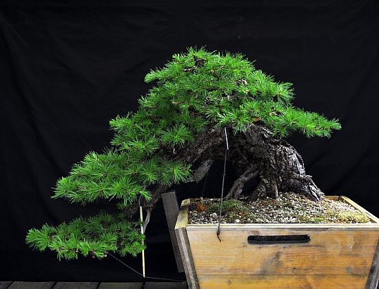 10-5-2010 olifant 2 072 Hans van Meer web