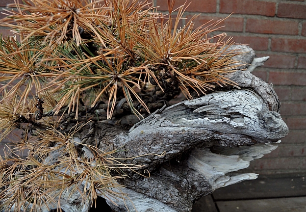 10-7-2010 064 Hans van Meer web