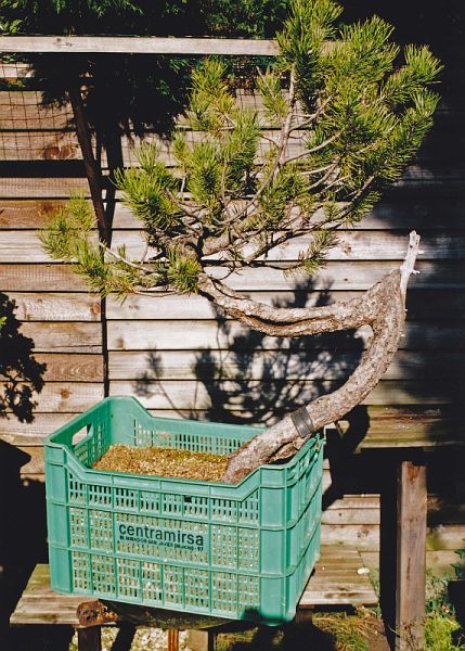 RESTYLING MY MUGO PINE NAMED Z.  The Bonsai Blog of Hans van Meer