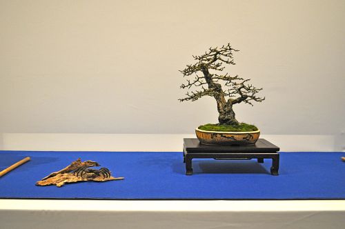 Hawthorn Hans van Meer.