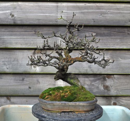 trabant bonsai Trident Maple Bonsai