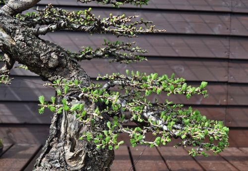 SUMMER IS ON IT'S WAY! (RAMIFICATION ON MY BIG LARCH).  The Bonsai Blog of  Hans van Meer