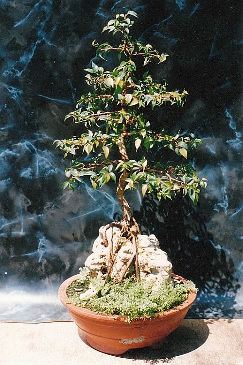 REWIRED AND RESTYLED MY FICUS ROOTS OVER ROCK BONSAI .  The Bonsai Blog  of Hans van Meer