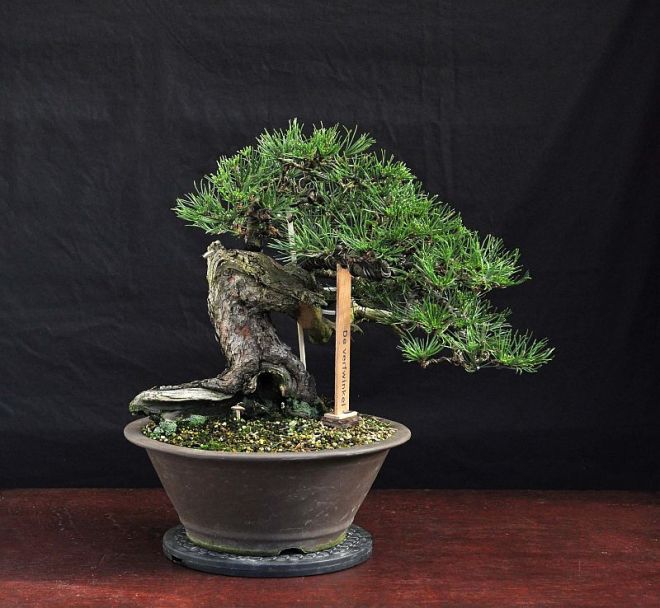 11-10-10 Mugo pine "Little Chapel" by Hans van Meer.