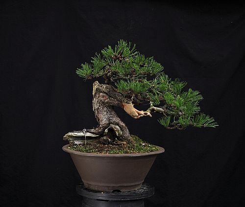 22-9-2010 kapelletje 059 Hans van Meer web Mugo pine "Little Chapel" by Hans van Meer.