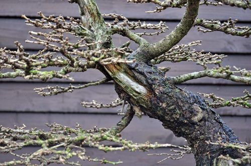 10-12-2012 XL 005 Hans van Meer 500