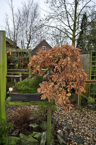 5-1-2013 TJ 027 Hans van Meer 500