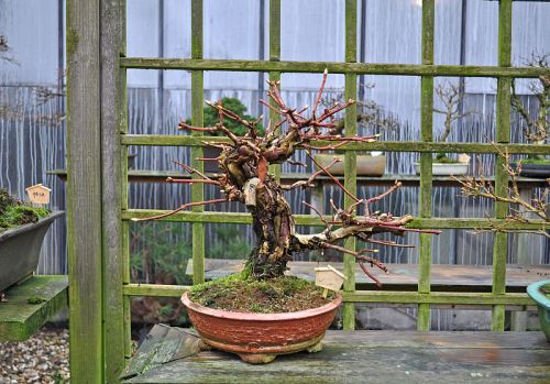 5-1-2013 TJ 028 Hans van Meer 500