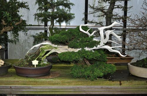 5-1-2013 TJ 040 Hans van Meer 500