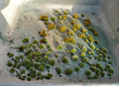 6-1-2013 XL 003 Hans van Meer 500