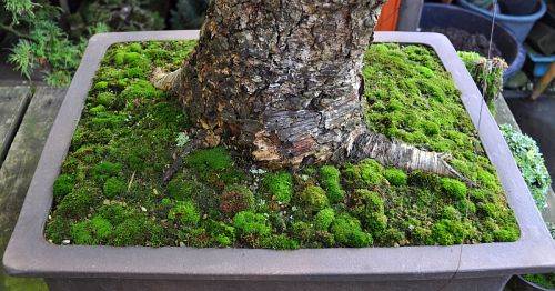 6-1-2013 XL 013 Hans van Meer 500