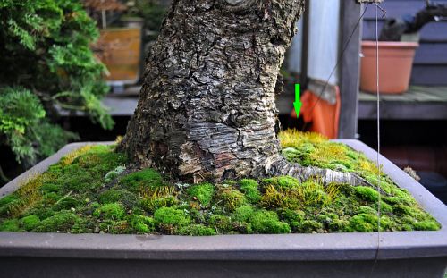 6-1-2013 XL 032 Hans van Meer 500