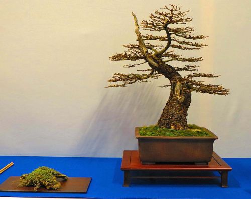 Noelanders Trophy 2013 015 Hans van Meer 500