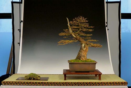 Noelanders Trophy 2013 027 Hans van Meer 500