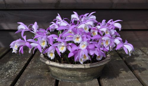 17-3-2013 017 Hans van Meer 500