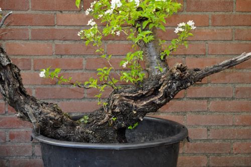 30-4-2013 prunus 022 Hans van Meer 500