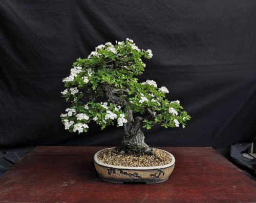 19-5-2013 meidoorn 030 Hans van Meer 500