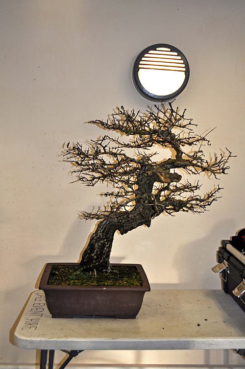 BURRS 2013 014 org 500