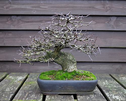 25-1-2014 110 Hans van Meer 500