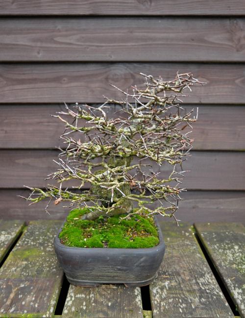 25-1-2014 112 Hans van Meer 500