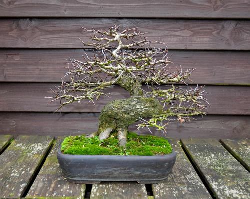 25-1-2014 117 Hans van Meer 500