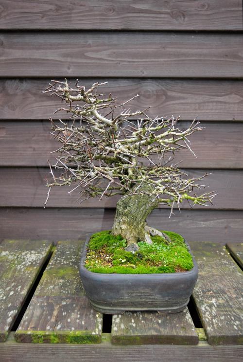 25-1-2014 119 Hans van Meer 500