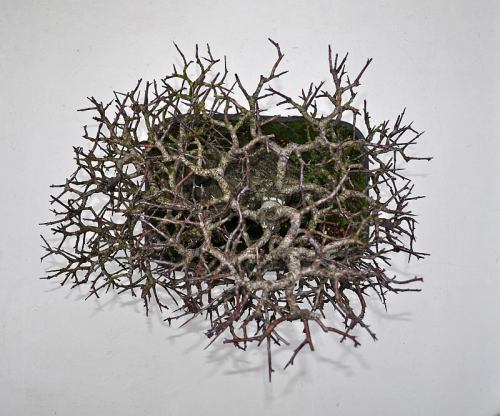 25-1-2014 124 Hans van Meer 500