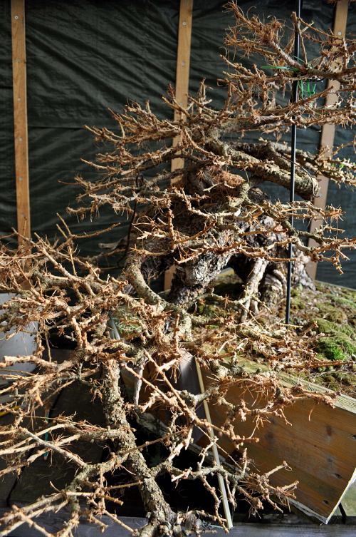 24-3-2014 Larix (Elephant) 081 Hans van Meer 500