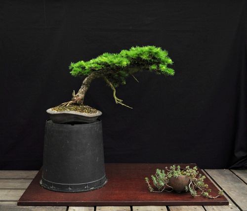 12-5-2014 Larix 033 org Hans van Meer 500