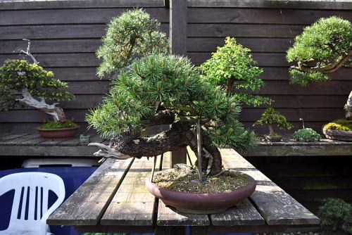 12-5-2014 Larix 075 Hans van Meer wolfie 500