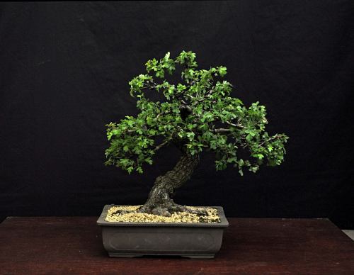 Dirk 2014 061 org 500