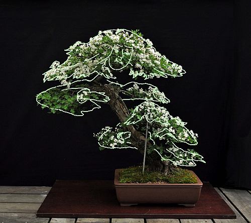 Hawthorn Mother and Child in a storm Hans van Meer org virtual 500