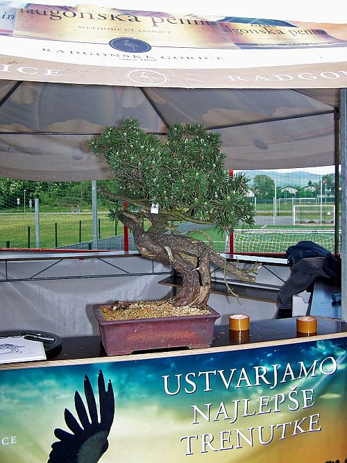 Slovenia 2014 090 org Hans van Meer 500