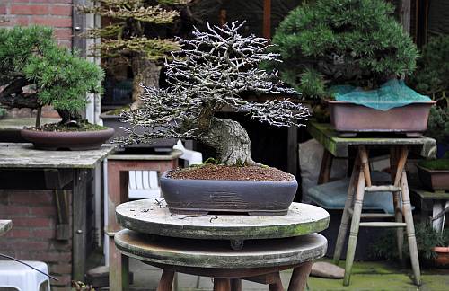 12-3-2014 wolfie 004 Hans van Meer org 500