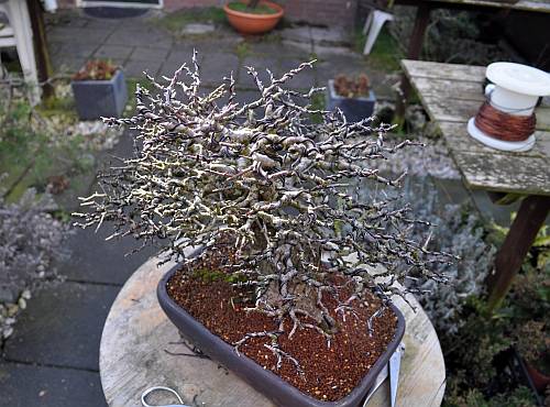 12-3-2014 wolfie 020 org 500