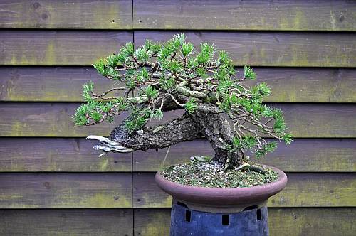 12-3-2014 wolfie 038 org 500