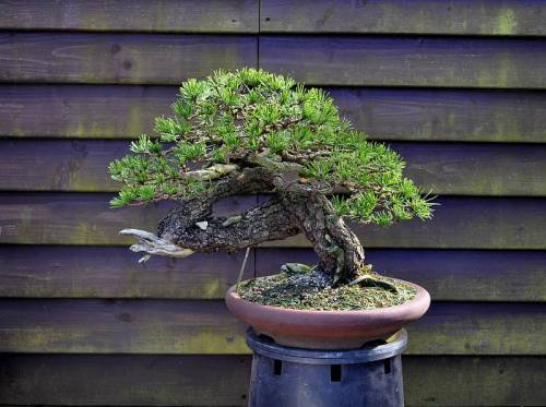 12-3-2014 wolfie 056 org 500