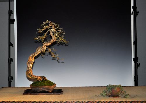 18-2-2015 Noelanders 275 org 500