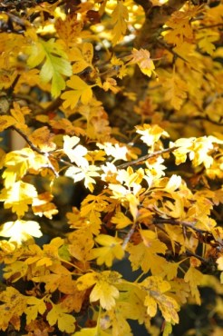 26-10-2015 Meidoorn 018 hans van meer org 400