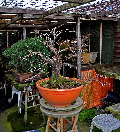 24-4-2016 Prunus mahaleb 020 hans van meer 500