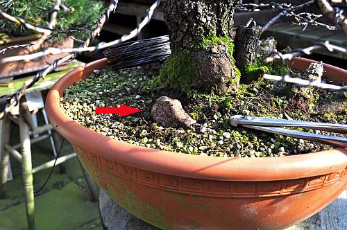 24-4-2016 Prunus mahaleb 021 hans van meer 500