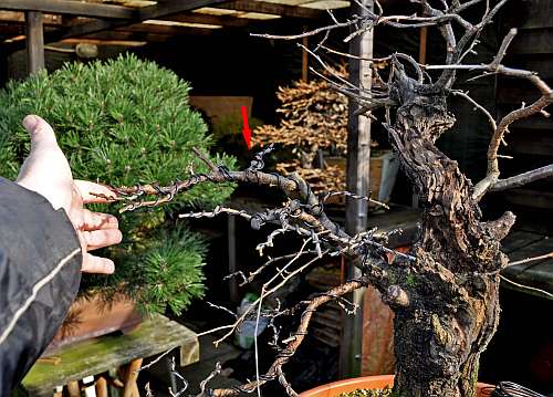 24-4-2016 Prunus mahaleb 030 hans van meer 500