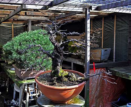 24-4-2016 Prunus mahaleb 038 hans van meer 500