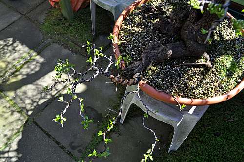 24-4-2016 Prunus mahaleb 377 hans van meer 500