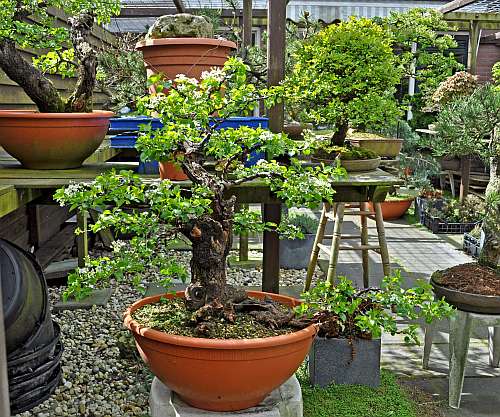 24-4-2016 Prunus mahaleb 399 hans van meer 500