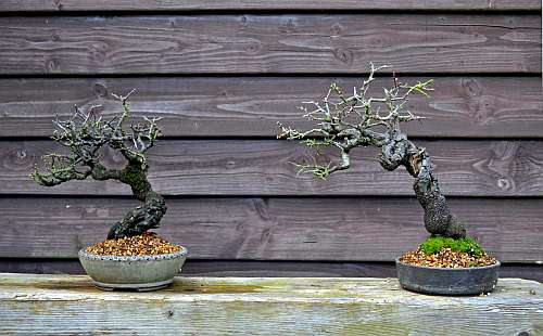 24-4-2016 Prunus spinosa 052 hans van meer 500