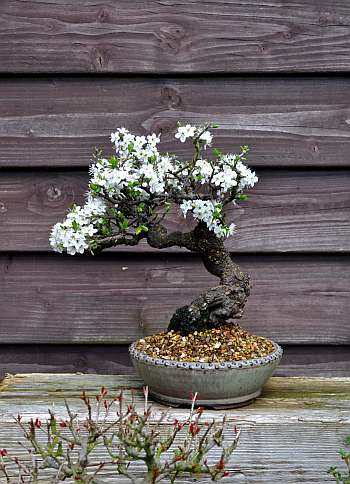 24-4-2016 Shohin 391 hans van meer 350